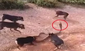 Chó nhà 'xé xác' rắn hổ mang chúa khổng lồ