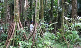 Những cây cọ có nhiều chân kỳ lạ. Ảnh: palmpedia.