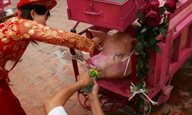 Con lợn trước khi chém sẽ được chở đi quanh làng. Ảnh: Quý Đoàn/VnExpress