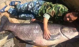 Ngư dân bắt được cá trắm đen khổng lồ nặng 90kg