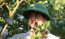 Kinh doanh thua lỗ khiến Lệ Rơi suy sụp tinh thần, có khi nằm lì trong nhà mấy ngày, thỉnh thoảng mới giúp gia đình chăm sóc, thu hoạch ổi.