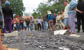 Lại chặn xe đòi dừng nạo vét đầm Thủy Triều