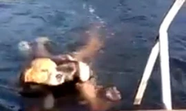 Chú chó dũng cảm lao xuống nước cứu cô gái sắp chết đuối