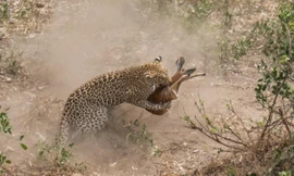 Hãi hùng với màn săn mồi dữ dội của báo gấm