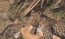 Giây phút 'đứng tim' xem linh dương thoát khỏi miệng báo hoa