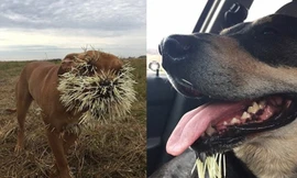 Mahalo (trái) và Soliah (phải), bị lông nhím cắm đầy mặt. Ảnh: Buzz Feed.