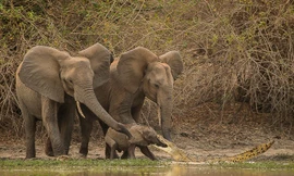 Voi con thoát chết thần kỳ khỏi hàm cá sấu