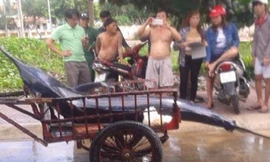 Cận cảnh con cá thu "lai" được chở về bằng xe thồ.