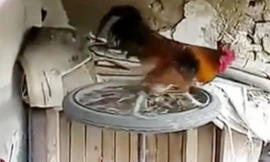 Hài hước clip chú gà trống đi bộ 'tập gym'