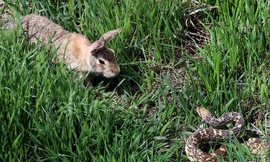 Thỏ mẹ can trường đánh bại rắn bảo vệ con