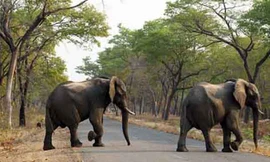 Nhà chức trách Zimbabwe cảnh báo số lượng voi bị giết hại đang tăng lên. Ảnh minh họa: AP.