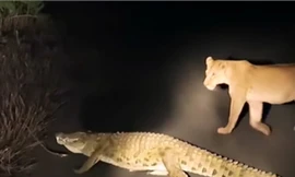 'Sát thủ đầm lầy' cá sấu nghênh ngang thách thức sư tử