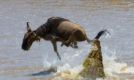 Linh dương thoát chết ngoạn mục khỏi hàm cá sấu khổng lồ