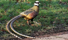 Những loại gia cầm 'bạc triệu' được săn tìm dịp Tết