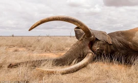 Voi khổng lồ đổ gục vì trúng tên độc ở Kenya