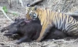 Mãnh hổ phục dưới nước, hạ sát lợn rừng khủng