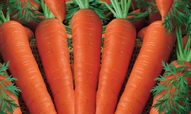 Cà rốt chữa cao huyết áp, viêm thận