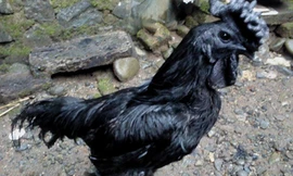 Giống gà ác giá 52 triệu đồng/con