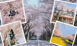 Giới trẻ xứ Hàn đua nhau "flex" ảnh chụp hoa anh đào đẹp lung linh trên đảo Jeju