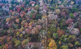 Vườn Quốc gia Cát Tiên chính thức đạt danh hiệu Danh lục Xanh IUCN