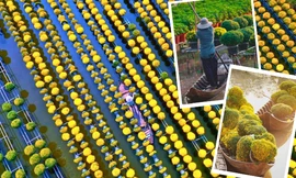 Đồng Tháp: Rực rỡ mùa hoa Tết tại Sa Đéc - "thủ phủ hoa" của miền Tây 