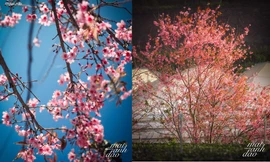 Mai anh đào nở rộ khắp Đà Lạt báo hiệu Xuân về, Gen Z háo hức chụp ảnh siêu xinh