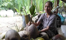 Dừa ế ẩm lên chồi Ảnh: P.V