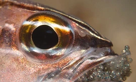 Cá đực nhịn ăn để ấp trứng trong miệng