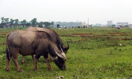 Khu đô thị Chi Đông trên 500 tỷ thành bãi thả trâu