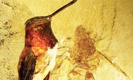 Hóa thạch kiến khổng lồ