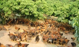 Hà Nội mua gà đồi Yên Thế ăn Tết