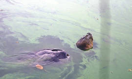 Các nhà khoa học đề nghị đưa Cụ Rùa lên bờ chữa trị Ảnh: Xuân Phú