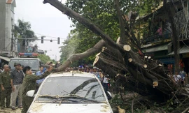 Cây đổ ập lên ô tô và xe máy đang chạy