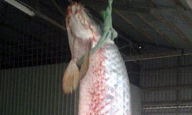 Bắt được cá rồng nặng gần 60kg