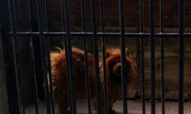 Vườn thú Trung Quốc biến chó thành sư tử