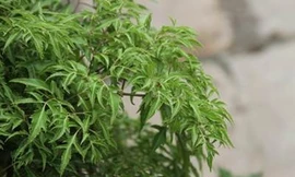 Lá đinh lăng tăng sức đề kháng