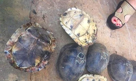 Rùa quý tang vật đã được thả vào Vườn quốc gia