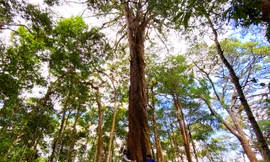 Cây thông hai lá dẹt nghìn năm tuổi