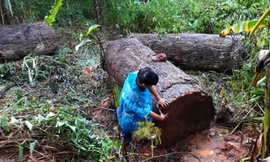 Hiện trường vụ gỗ đè chết ông A H’Liêng