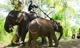 Cảnh cắt dây trói để thả Cu Sứt về rừng năm 2013