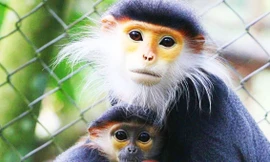 Vọc quý được cứu và nuôi dưỡng tại Trạm cứu hộ linh trưởng Cúc Phương-Ninh Bình