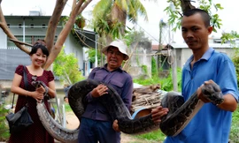 Con trăn cái nặng khoảng 1 tạ. Ảnh Phạm Đức