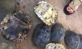 Rùa quý hiếm được thả về rừng tự nhiên 