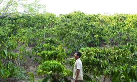 -Ông Phú trước đám rẫy đã bị cấp bìa đỏ cho bà Hương