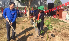 Trồng cây xanh sau lễ phát động