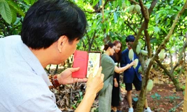 Du khách thích thú chụp ảnh trong vườn ca cao