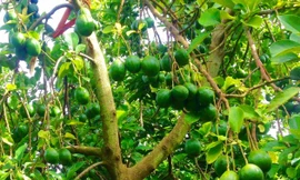 Bơ đem lại lợi nhuận cao cho nhà vườn