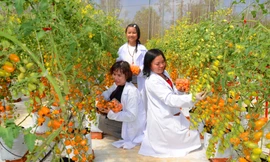 Du khách đua nhau vào vườn chụp ảnh với cà chua