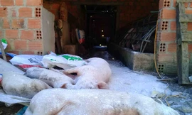  Đàn heo mắc bệnh lở mồm long móng tại xã Đăk La