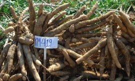 Nâng cao năng suất và chọn giống sạch bệnh là vấn đề lớn của ngành Sắn